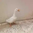 بط للبيع