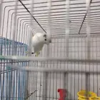 كناري تم البيع