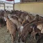 سواكني حمري