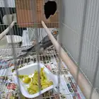 فرخ كروان ماشاء الله تبارك الرحمن