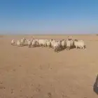 غنم للبيع العدد 32