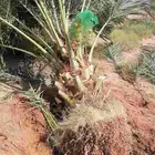 نخل للبيع جميع الانواع