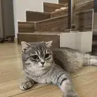 قطه سكوتش للتبني العاجل