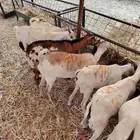 تيوس وقعدان صوماليه متميزه
