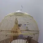 tonton bird طائر صغير