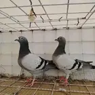 جوز زاجل للبيع