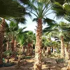 نخل واشنطني باقل سعر