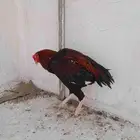 دجاج باكستاني بيع مستعجل