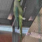 طيور زينة