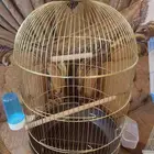 قفص - اقفاص - طيور زينه