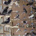 حمام سكاي كتر الاوكراني