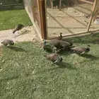 جوز طاووس هندي معه 6 فروخ