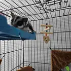 جوز سناجب منتجة