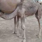 قعودين على حليب امهاتها