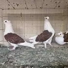 جوز قطيفي مكتف