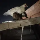 دجاج بلدي وديك واحد و دجاجه معاه 4 عيال