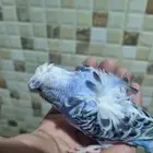 فرخ هوقو اليف