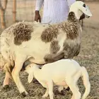 سوكنيه خلفه