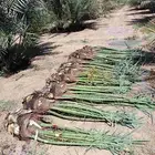 نخل للبيع مثمر خلاص برحي سكري صقعي نخيل القصيم