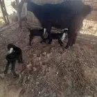 عنز سدس معها ثلاث مواليد تيسين وعناق