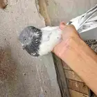 للبيع حمام باكستاني سلكوتي