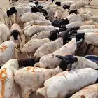 بربري برابر مستورد صومالية لحم مرابي