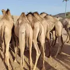 77 قعود صومالي مفاريد قعدان للبيع تفريد وجملة