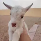 تيس قز ... ماعز قزمي