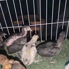 دجاج براهما صغير