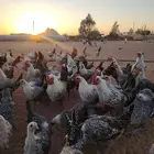 ديك فيومي العمر خمس اشهر