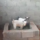 ماعز قزم بلور