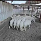 ذبايح مع الذبح والتوصيل