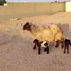 نعجه نعيم حدرها خرفان أثنين شرط سن وديد جبار ولون السن سديس