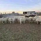 غنم حريات حرش 57