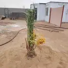 النخيل للبيع اتوصل