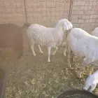 نعجه للبيع مضرع