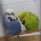 جوز بادجي انقليزي منتج الذكر لقح الانثى الصحة شرط