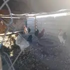 اربع ديوك فرنسيه