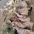 تيوس صومالي جذعان ب أسعار منافسة