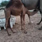 اثنين قعدان