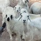 نعاح حريات شحم ولحم طيبات حيل