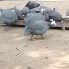 حجل اصيل للبيع