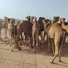 اللي عنده ملحمة او مناسبة ويحتاج شي يجمل متوفر قعدان طيبة