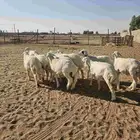 10 خرفان