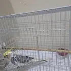 كروان للبيع