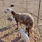 نعجة سواكنية خلفة تحتها اثنين