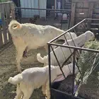 ماعز مشاريك