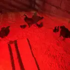 صيصان رومي من اول اسبوع إلى ثلاثه أسابيع محصنه