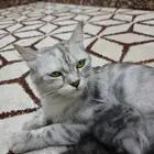 قطط