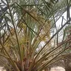 الخرج الهياثم العفجه نجديه الرحمانيه الشديده الرفايع العتيق